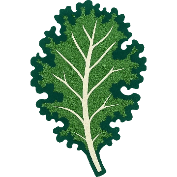 A leaf of curly kale